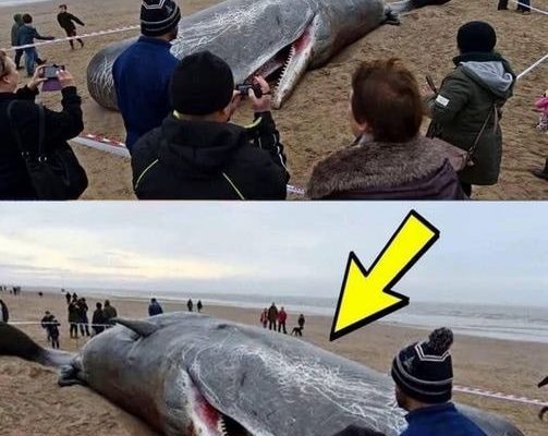What They Found in the Stomach of This Sperm Whale Shocked the Entire World! Its Hard to Believe!